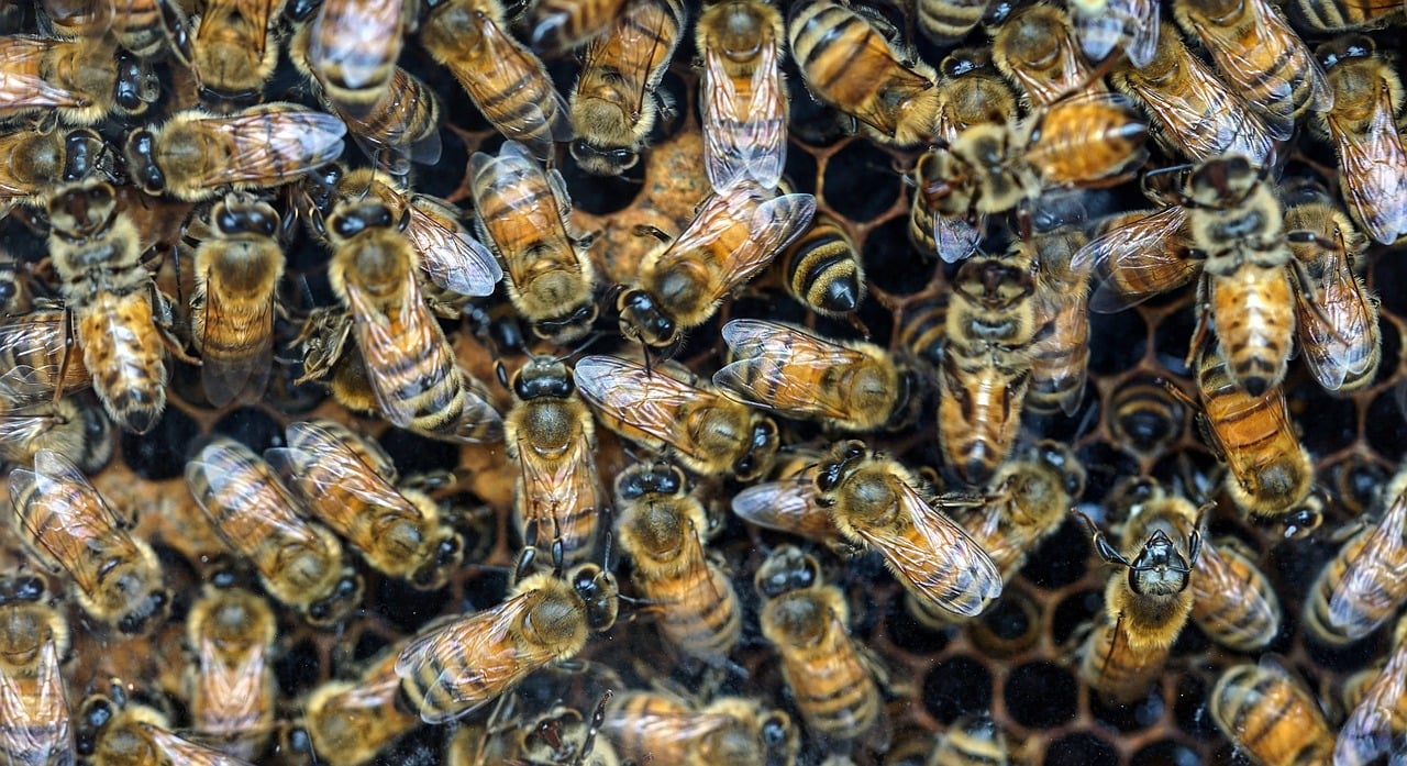 ¿Qué otra palabra significa colmena de abejas?