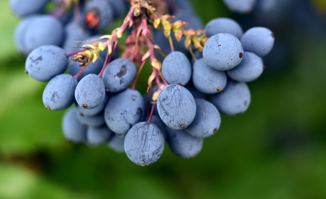 ¿Cómo se llama el fruto del agracejo?