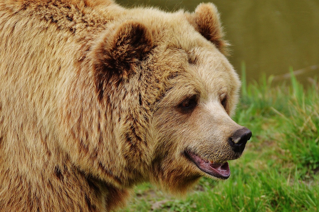 ¿Qué representa el oso en una persona?