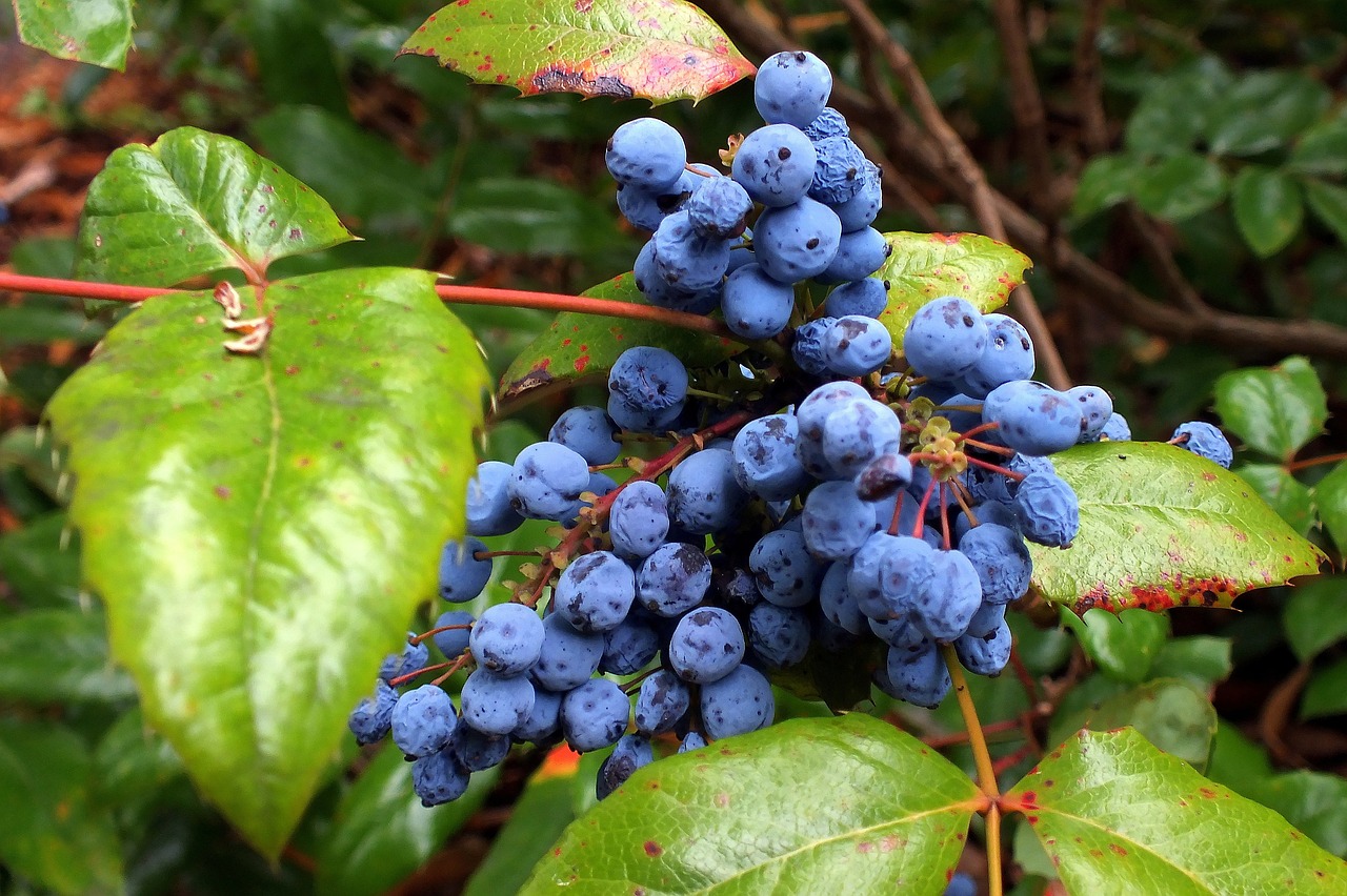 ¿Qué significa Berberis?