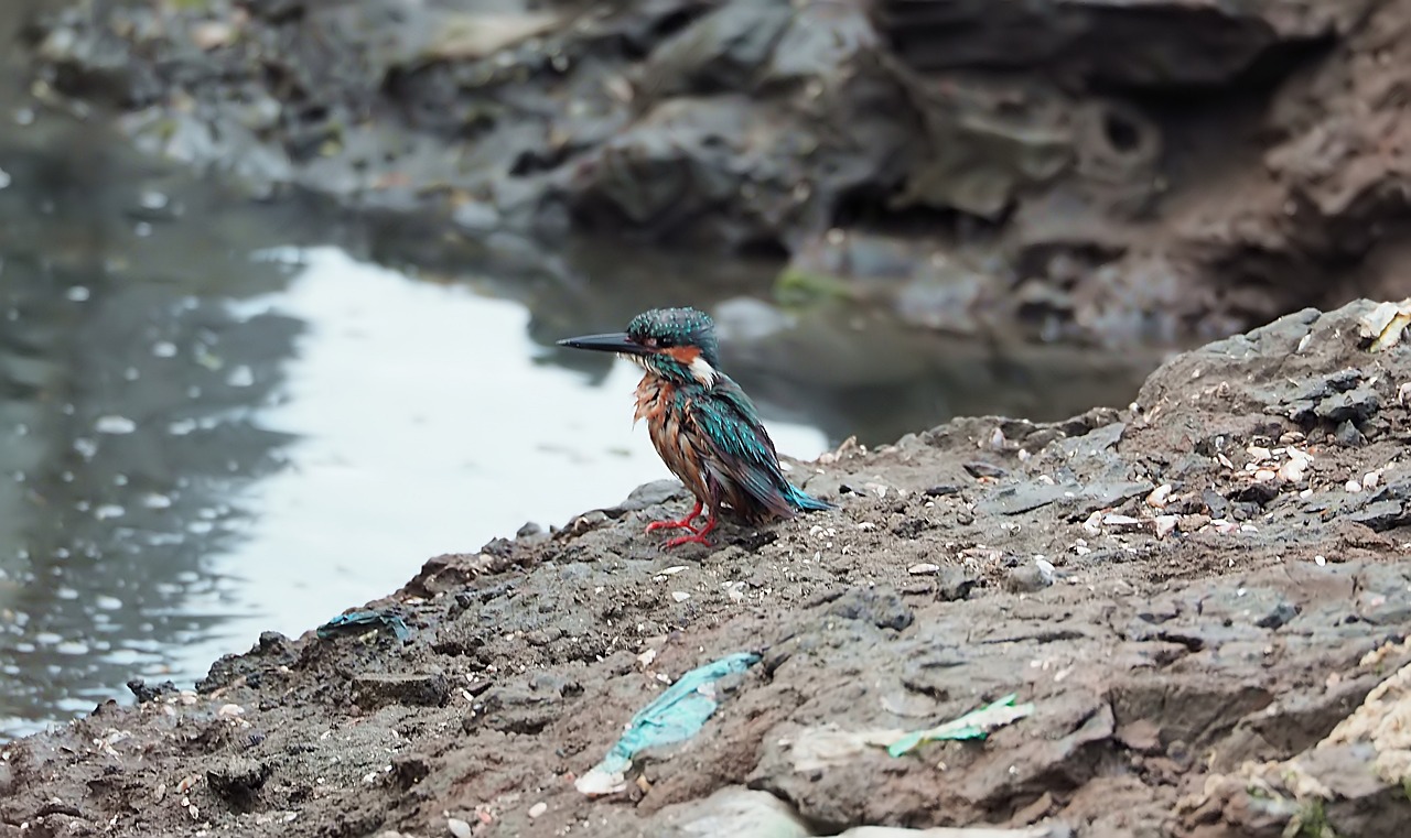 ¿Cómo se llama el rey de las aguas?