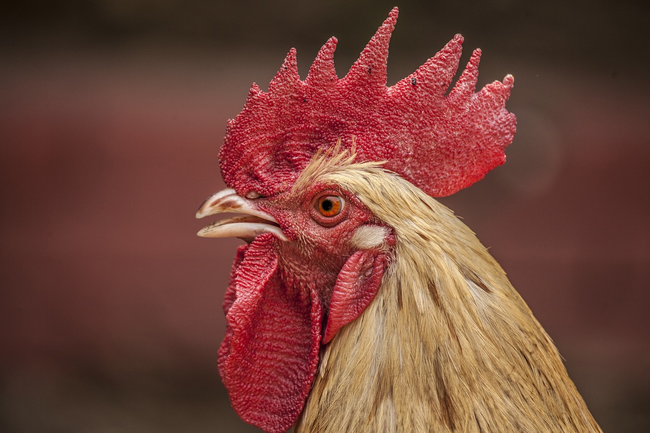 ¿Cuál es la leyenda del gallo de la Catedral?