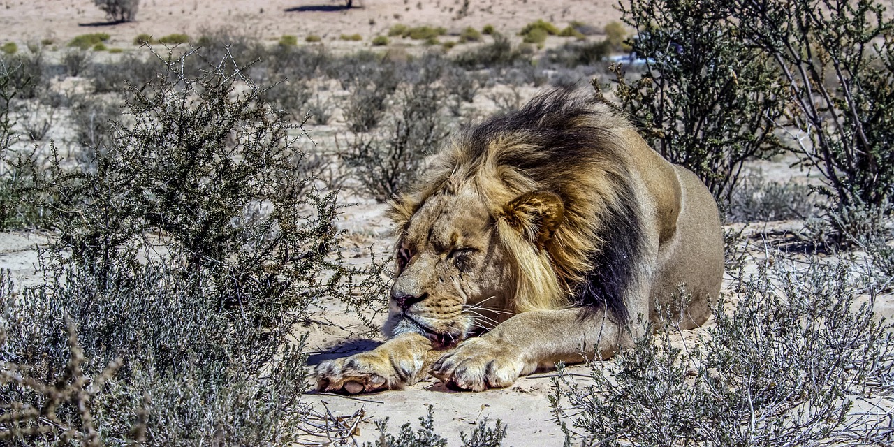 ¿Qué animales hay en el desierto de Kalahari?