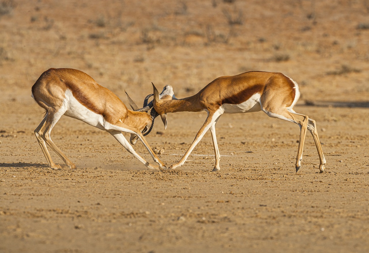 ¿Qué tipo de desierto es el Kalahari?