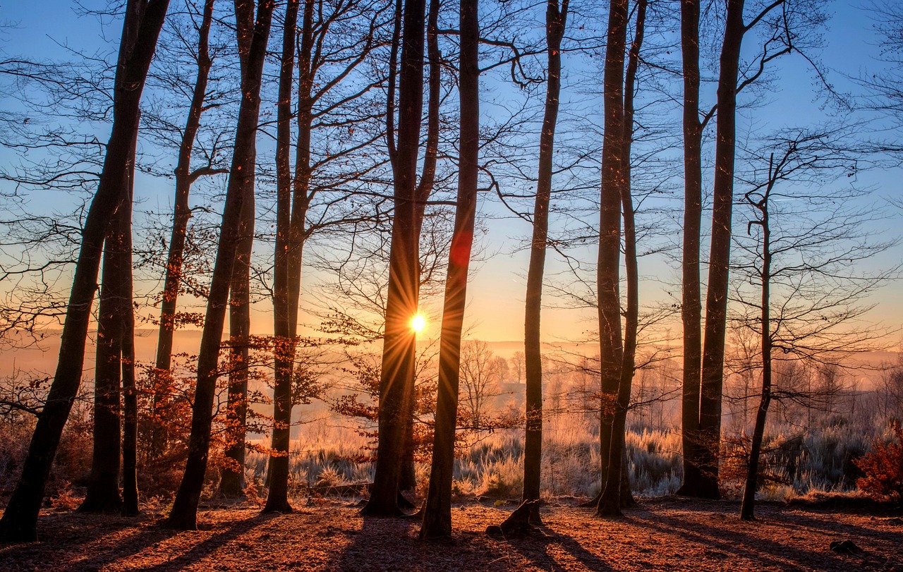 ¿Que los árboles no nos impidan ver el bosque autor?