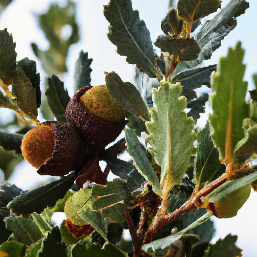 ¿Cómo se llama el fruto del alcornoque?