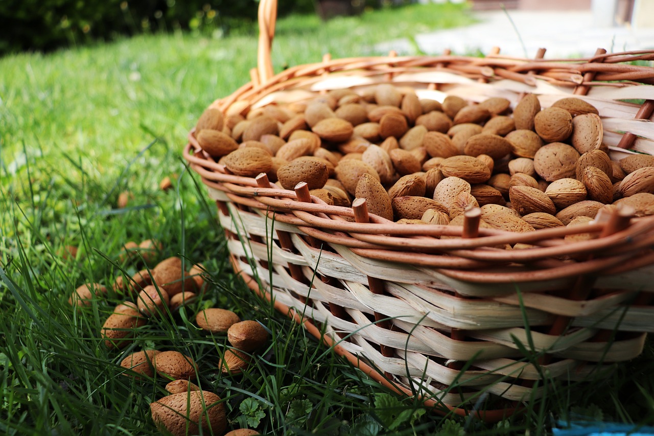 ¿Cuál es el nombre comun de la almendra?