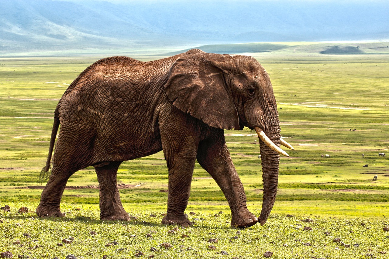 ¿Qué significa el elefante en el mundo espiritual?