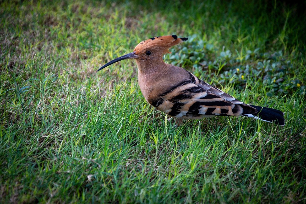 ¿Cómo se llama el canto de la abubilla?