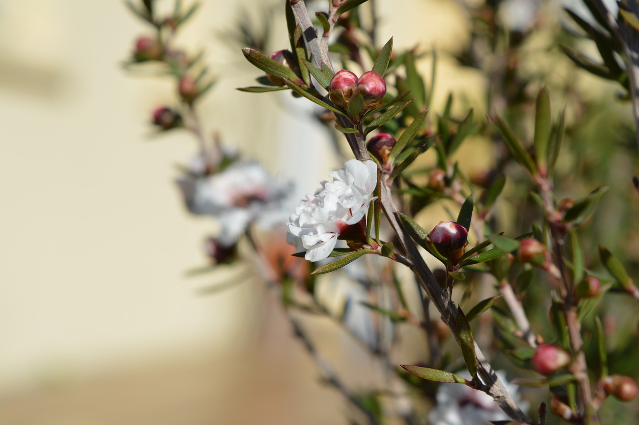 ¿Dónde plantar un leptospermum?