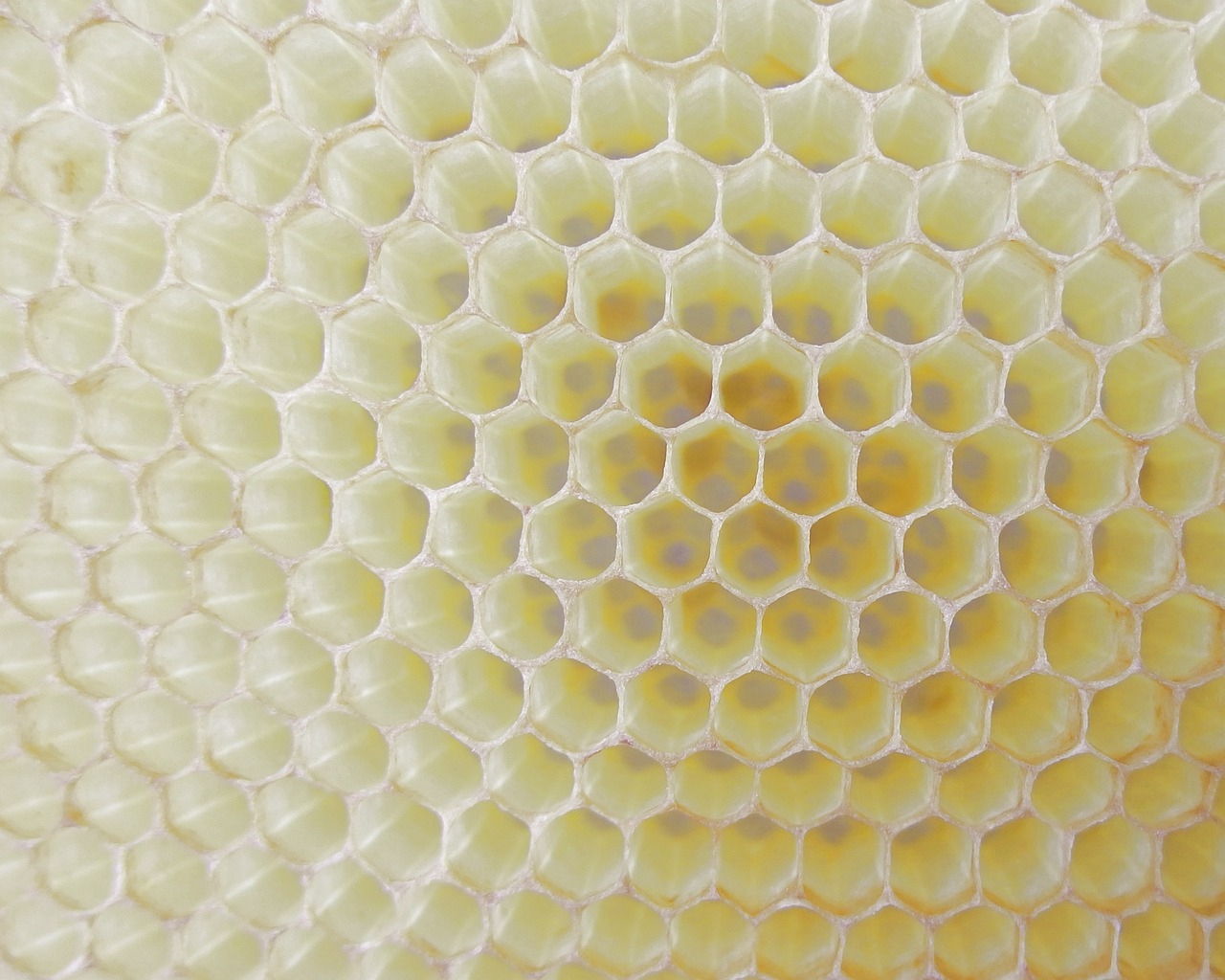 ¿Cómo se llama también panal de abejas?