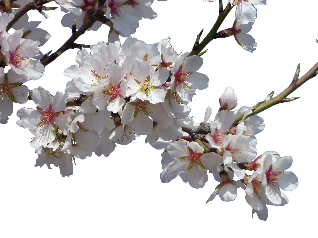 ¿Qué clase de árbol es el almendro?