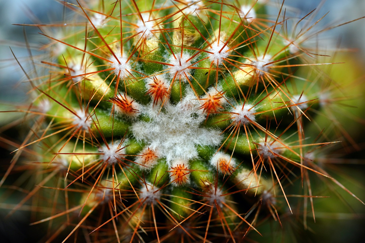 ¿Quién es el plural de Boig?