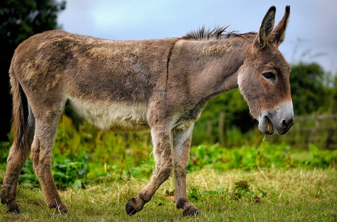 ¿Cómo se dice burro de otra forma?