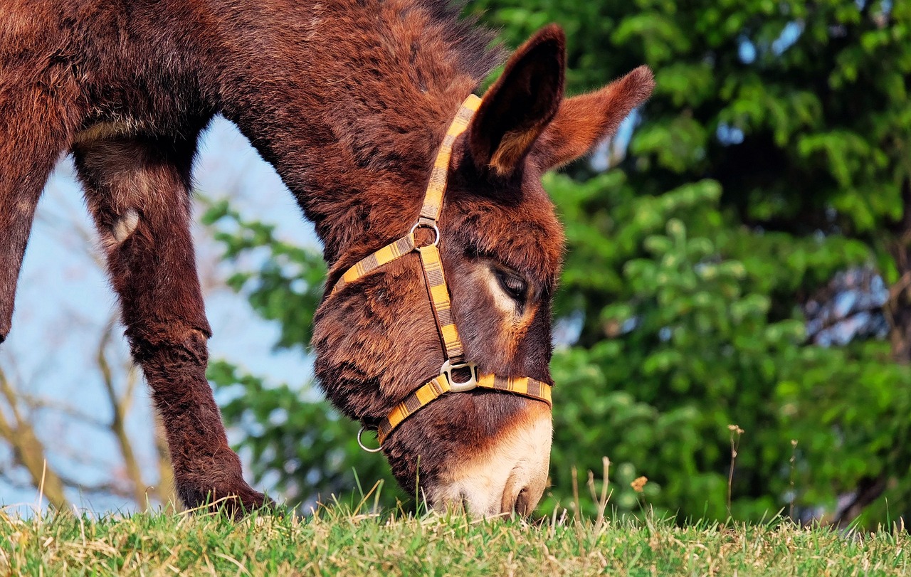 ¿Cómo se le llama a los burros?