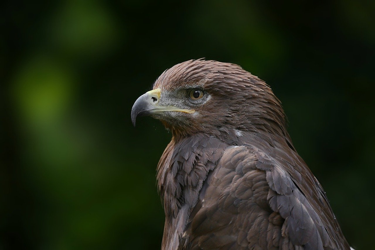 ¿Qué es el águila arpía?